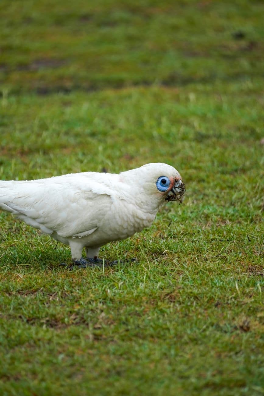 Evento: Jornadas Barrocas de Corella 2026
